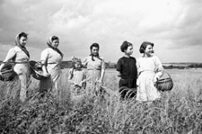Les glaneuses en 1941 Les glaneuses en 1941