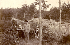 Récolte de seigle en forêt