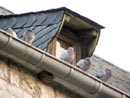 L'église... et les oiseaux.