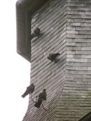 L'église... et les oiseaux.