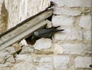 L'église... et les oiseaux.
