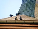 L'église... et les oiseaux.