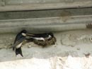 L'église... et les oiseaux.