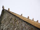 L'église... et les oiseaux.