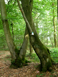 Le Bois de Viné